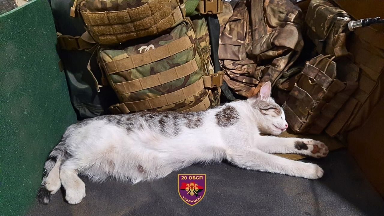 Cat saved soldiers by sacrificing itself