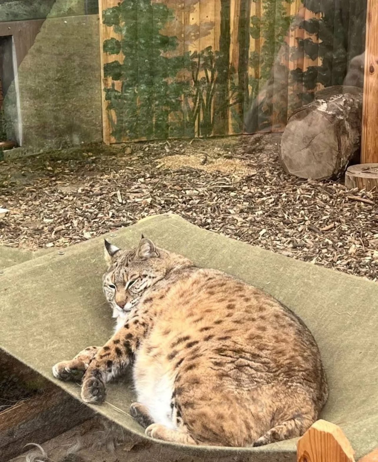 Kyiv Zoo’s lynx Stepan is resting after a hard week, looking beautiful.