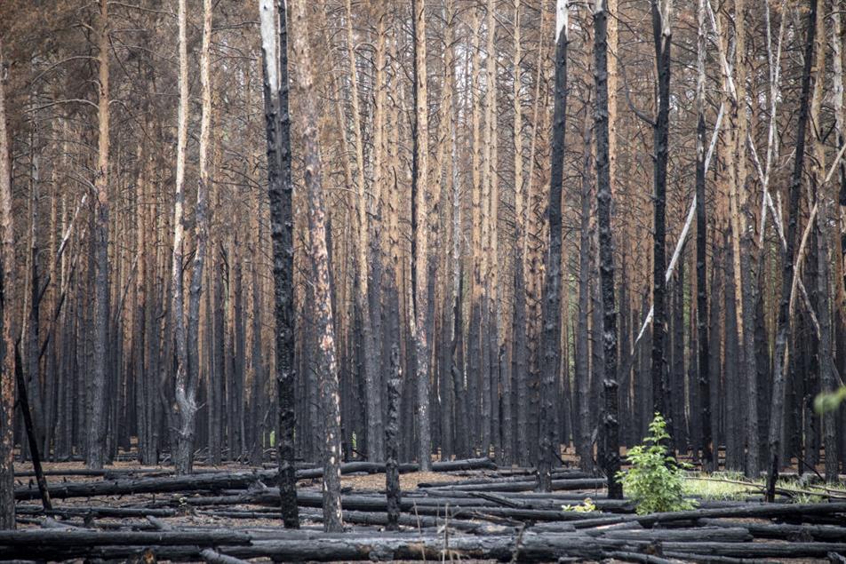 Full-scale war and troop movements severely damage Ukraine’s environment.