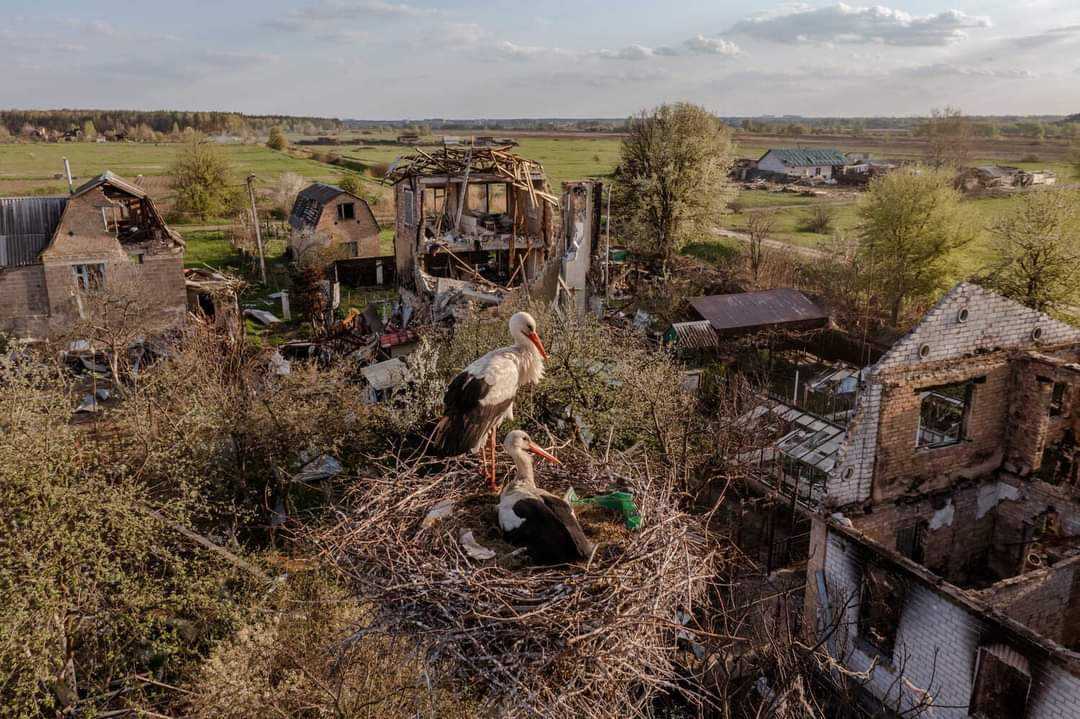 Storks return to Moshchun village, Kyiv Oblast, symbolizing peace and prosperity