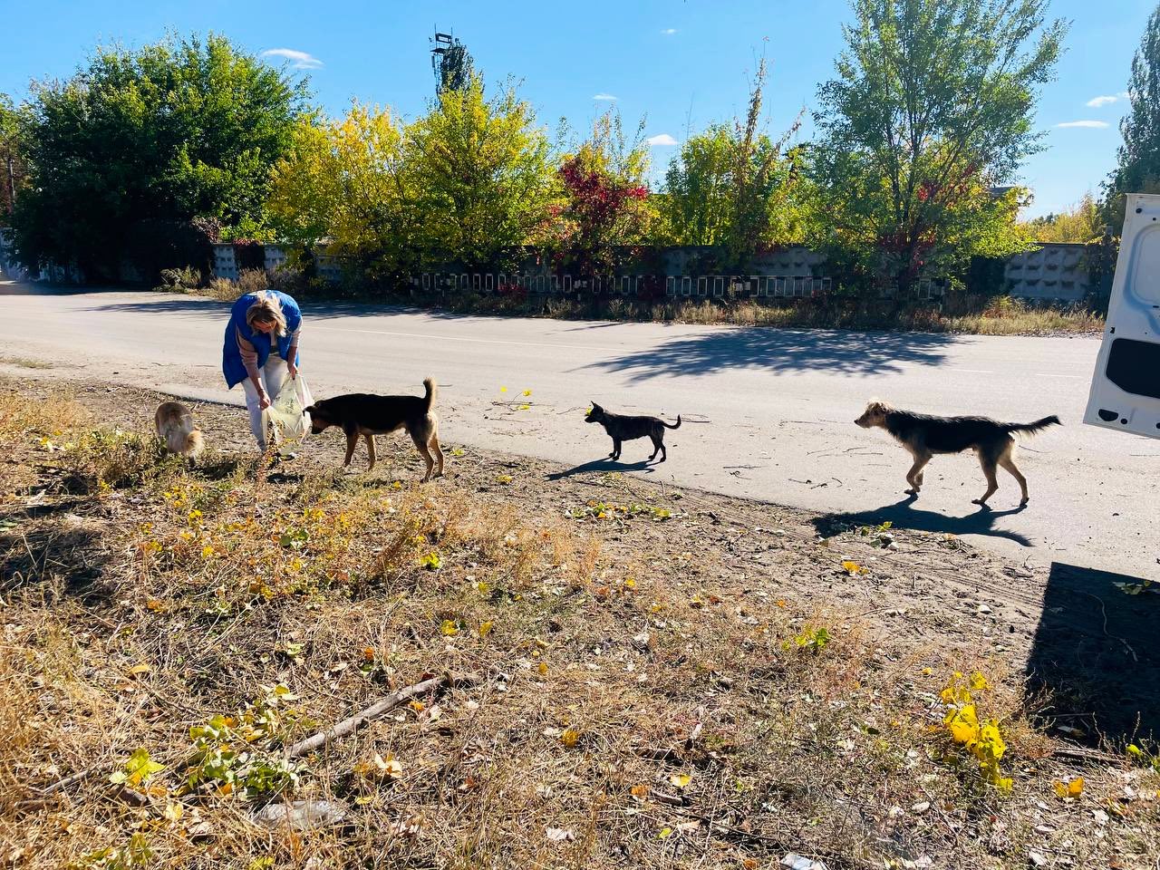 Ukrainian dogs line up for food from Hachiko team in Sloviansk