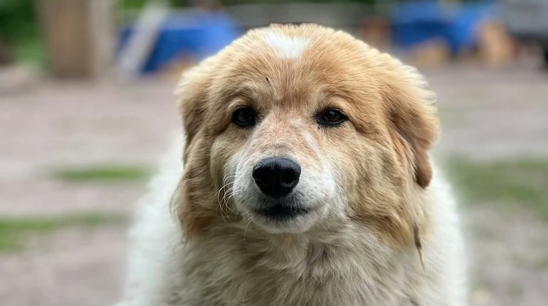 Shelter staff mourns all victims of Russia’s war, urges pet safety