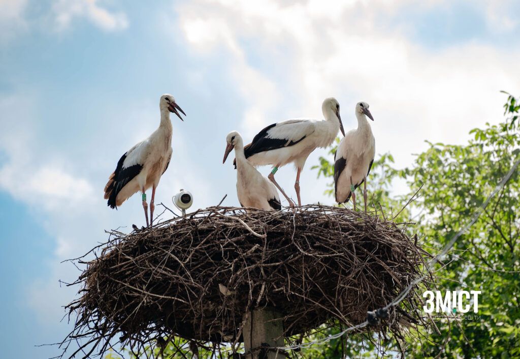 Storks’ Nest: A Tale of Trust, Loss, and Danger Abroad