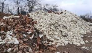 4 million chickens killed at Chornobayivska poultry farm, workers saved thousands