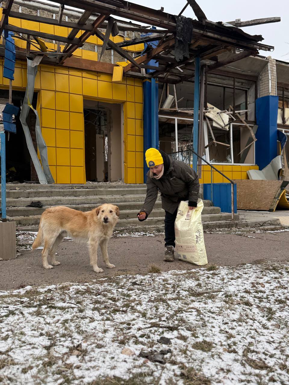 Hachiko team sets up feeding stations for pets in Mykolaivka
