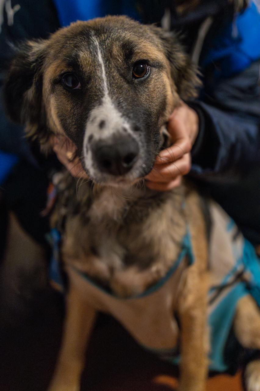Support efforts to help Ukraine’s homeless and injured pets