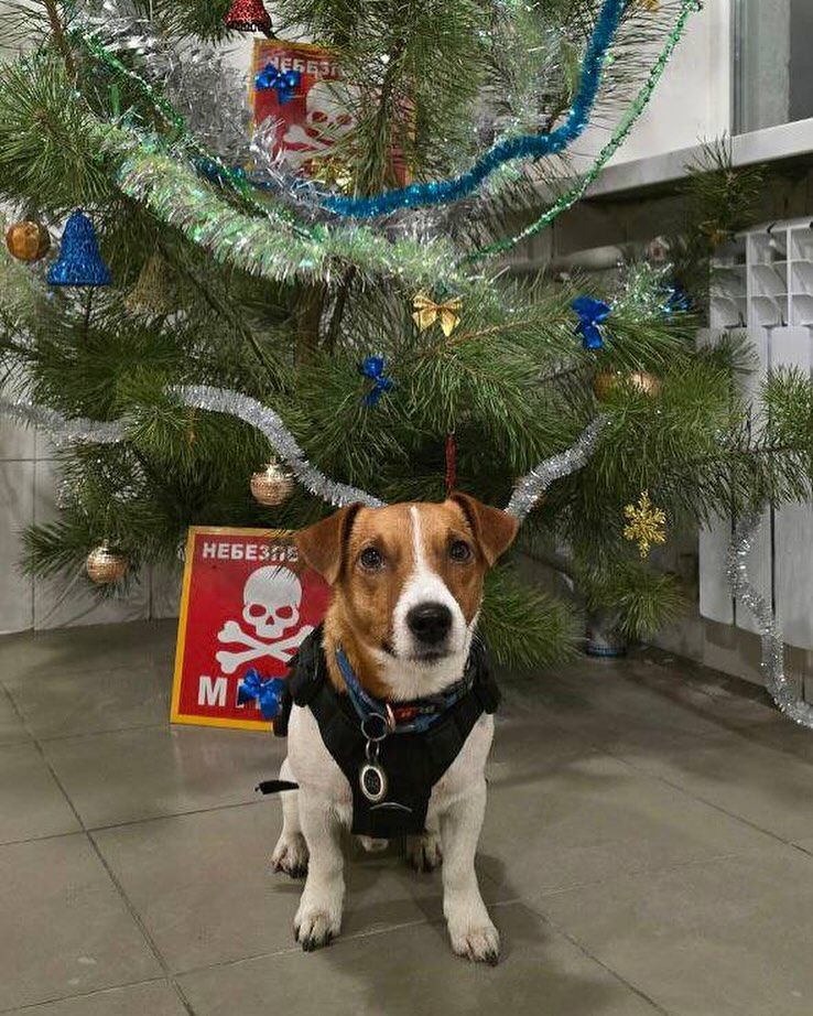 Ukrainian bomb-sniffing dog Patron wishes Happy New Year 2025
