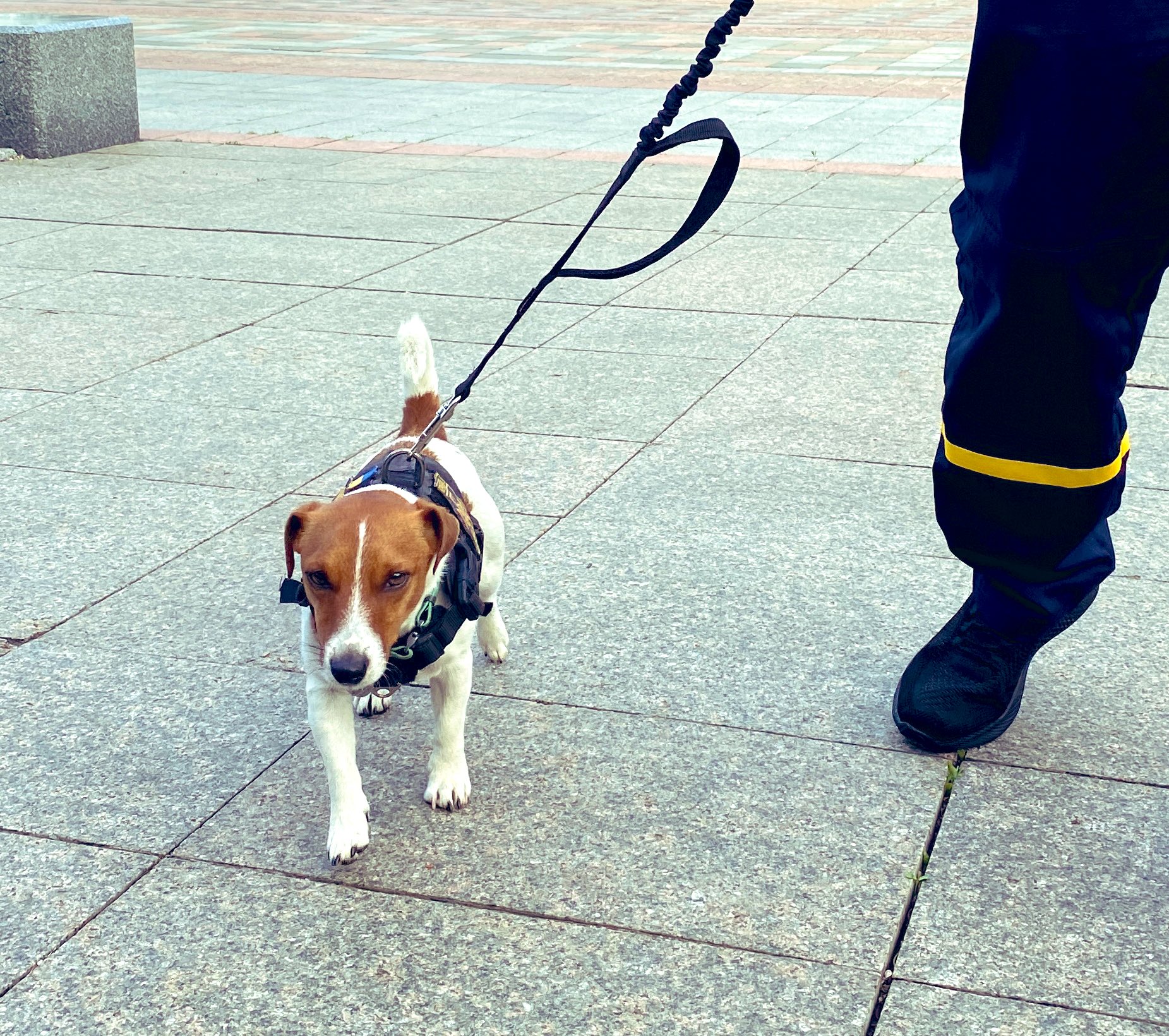 Patron the dog demines hometown streets, earns kudos.