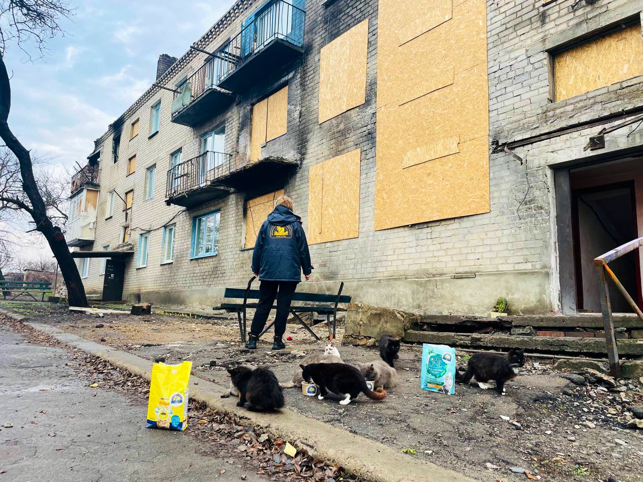 Hachiko team helps concussed cat in bombed Ukrainian village