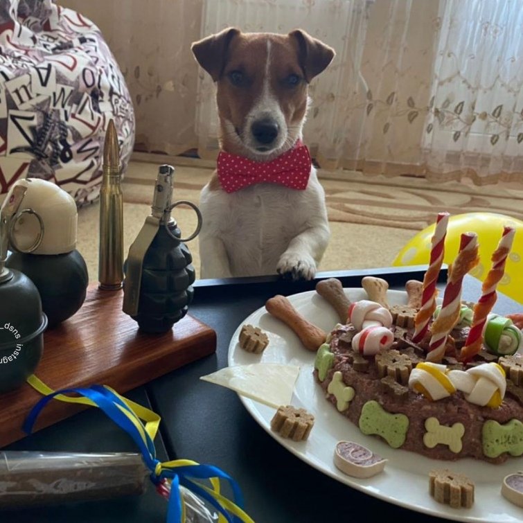 Patron the pyrotechnic dog celebrates 3rd birthday helping in war