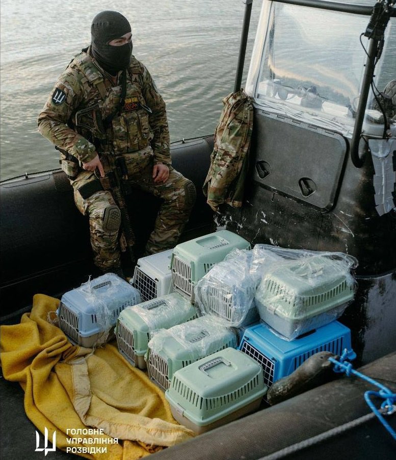 Ukrainian forces rescue 15 cats from Snake Island