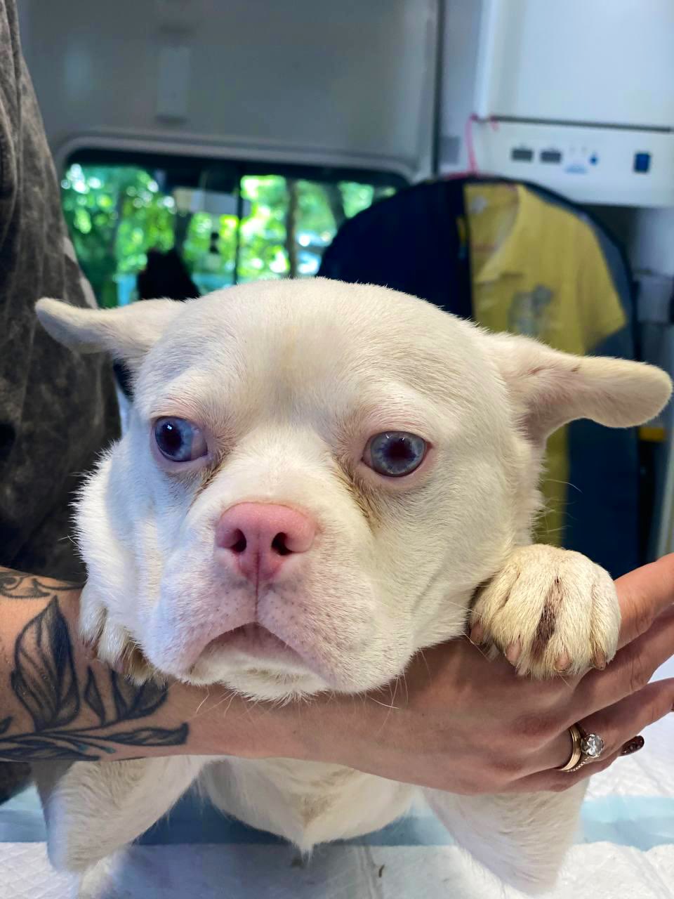 Casper becomes the 350th patient treated by Hachiko Vet Van in Ukraine