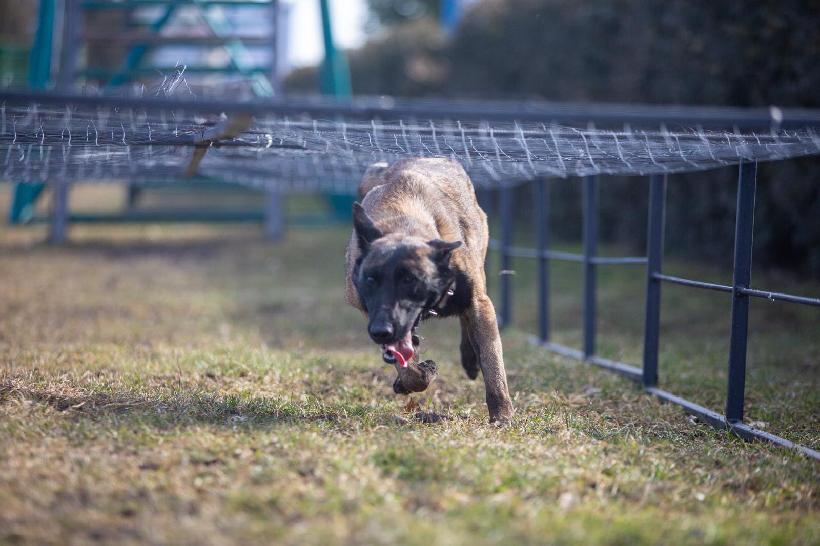 Motivation from Ukrainian service dogs in the war