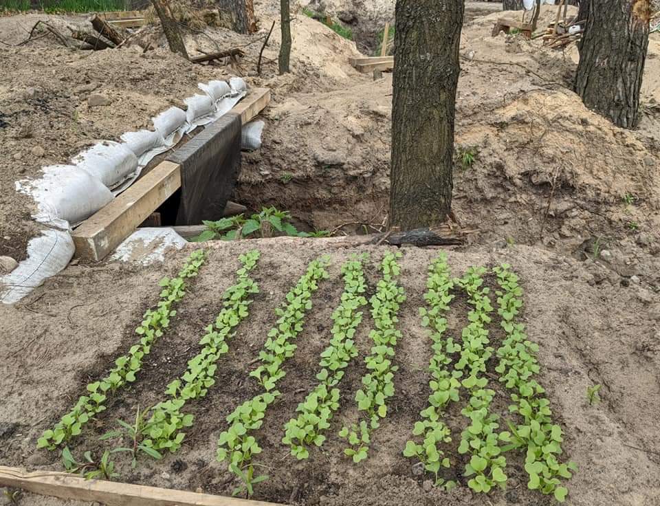 From trenches to farming: Ukraine’s resilient cultivation