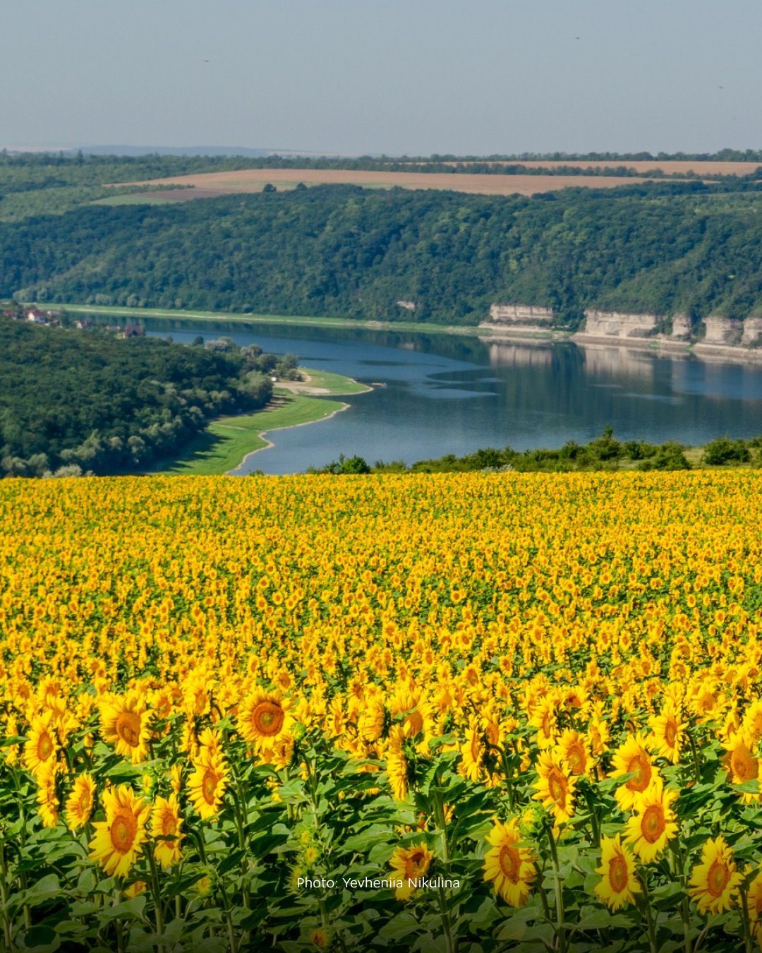 Sunflowers blooming in Ukraine symbolize hope for peace
