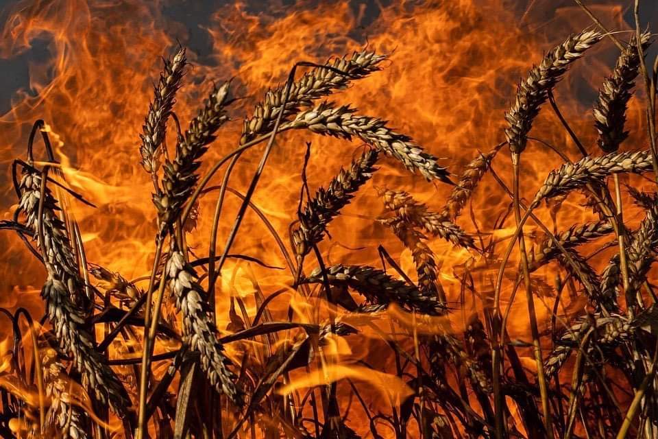 Ukrainian harvest burnt, journalists risk lives to reveal Russian atrocities