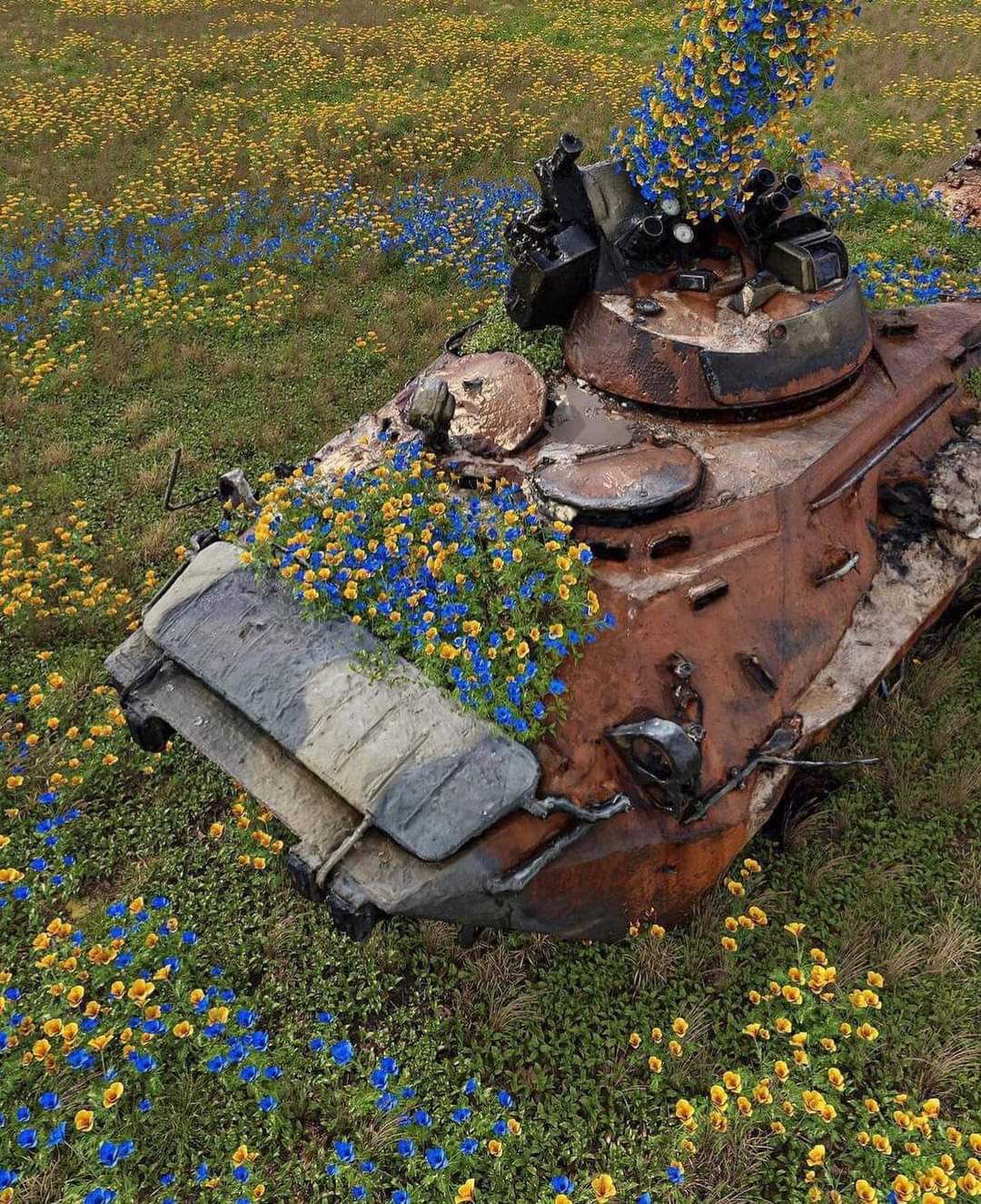 Planting blue and yellow flowers on destroyed Russian equipment