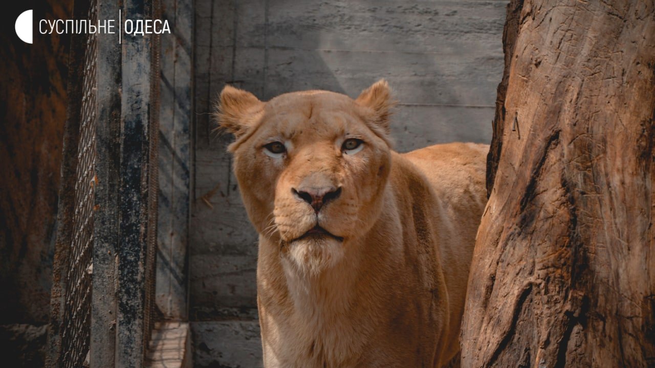 Kharkiv zoo lions evacuated to Odesa after shelling damage