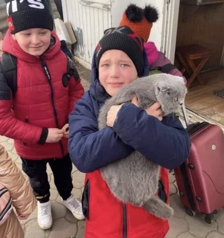 Boy reunited with lost cat at Polish-Ukrainian border