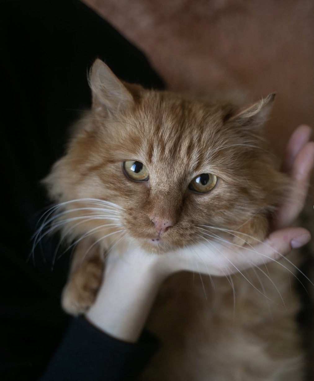 Abrykos cat shelter rescues nine cats from war, seeks donations