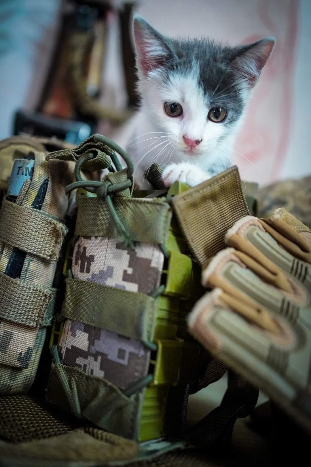95th Air Assault Brigade paratroopers rescued a kitten from the rubble of a destroyed building