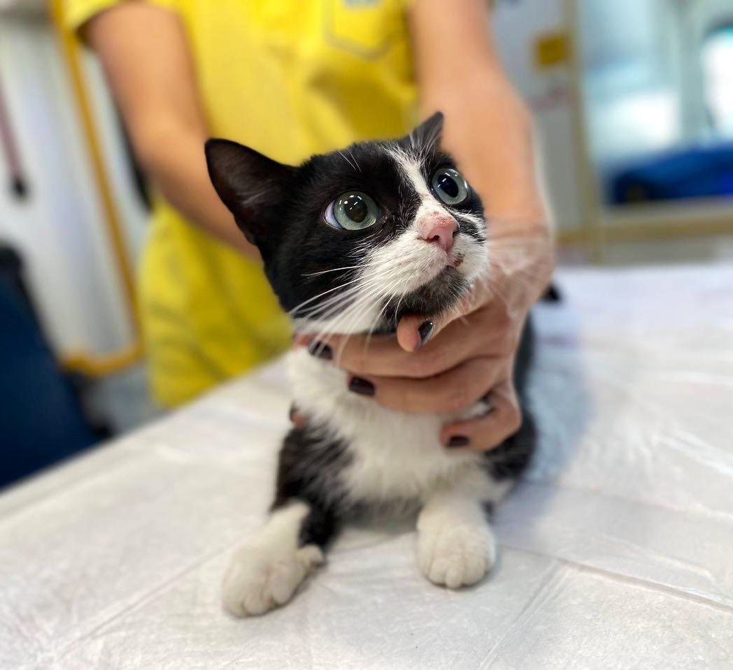 Feline visitors at Hachiko Vet Van in Ukraine treat over 500 pets