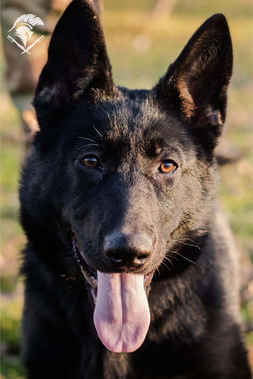 The youngest recruits of the 18th NGU Brigade are K9 unit puppies