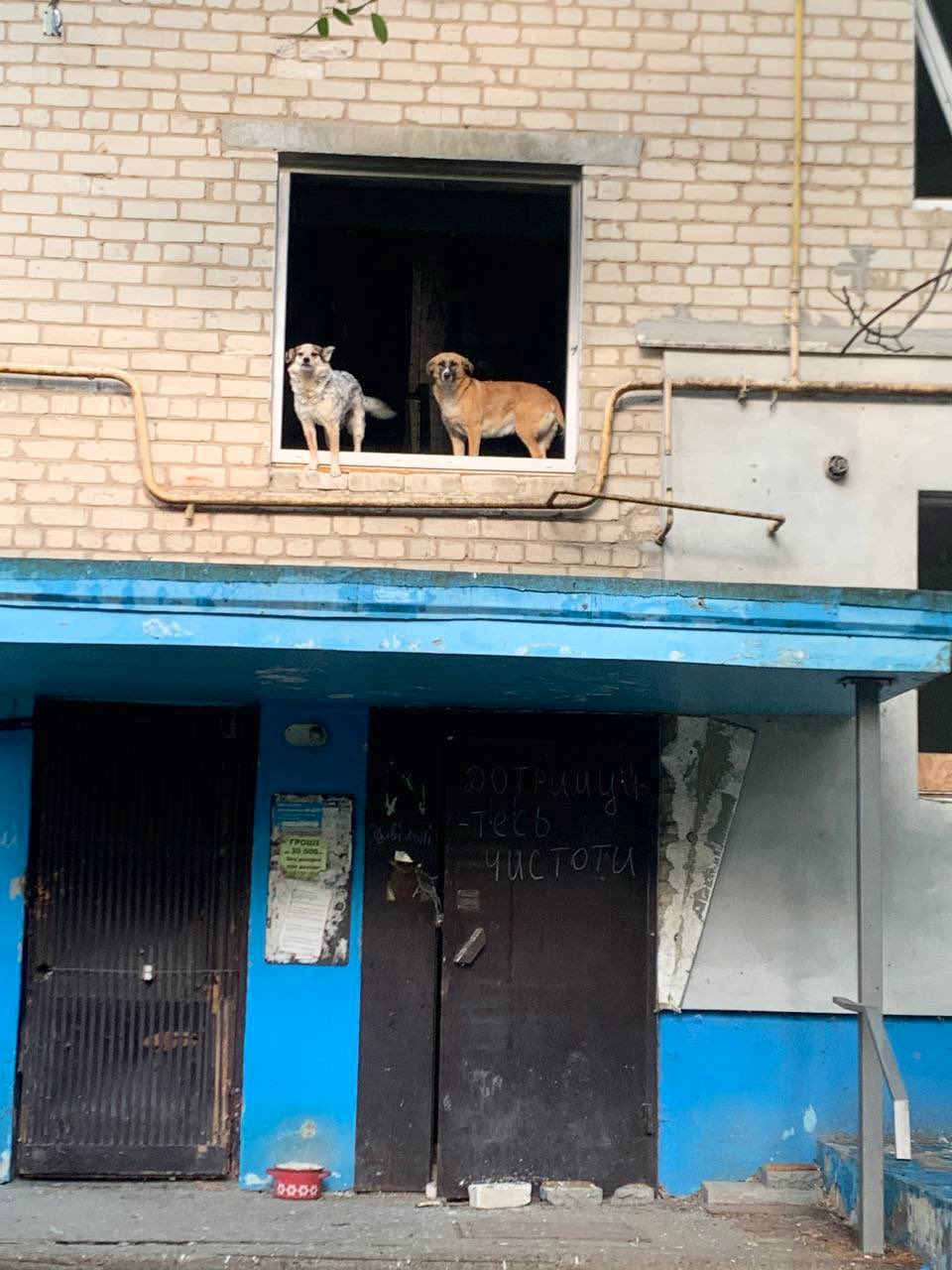 Hachiko team feeds displaced pets in war-torn Orikhiv