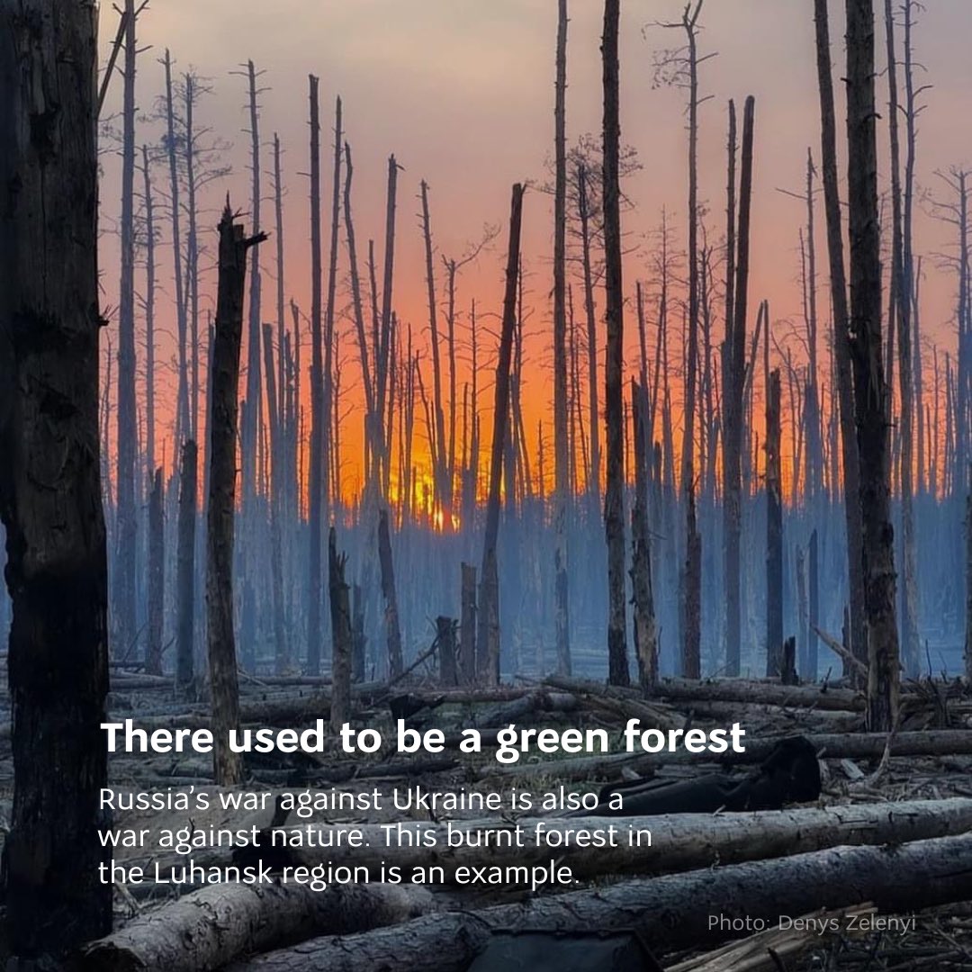 Russia’s ecocide in Ukrainian forests threatens global ecology