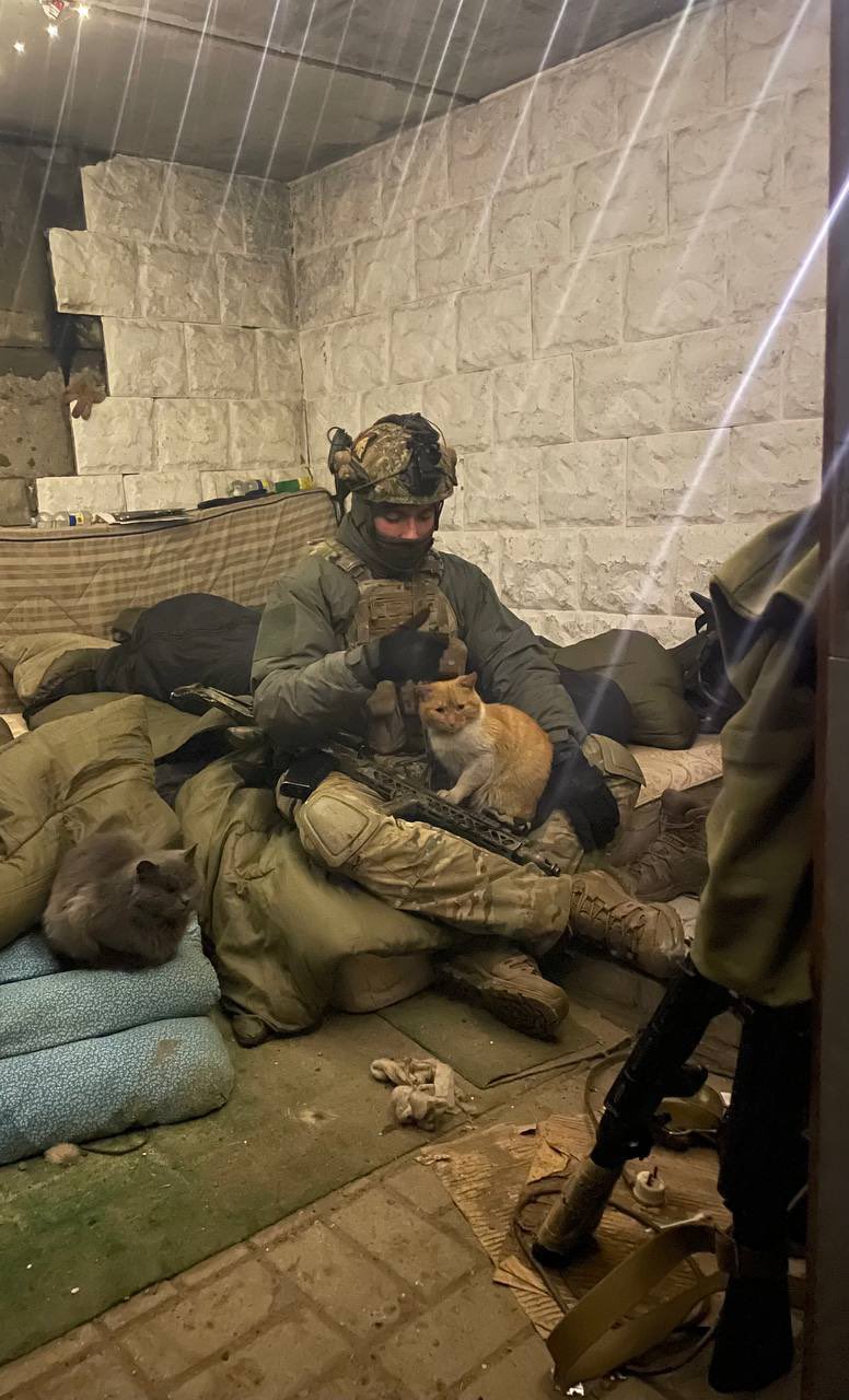 Ukrainian troops care for cats in Bakhmut bunker