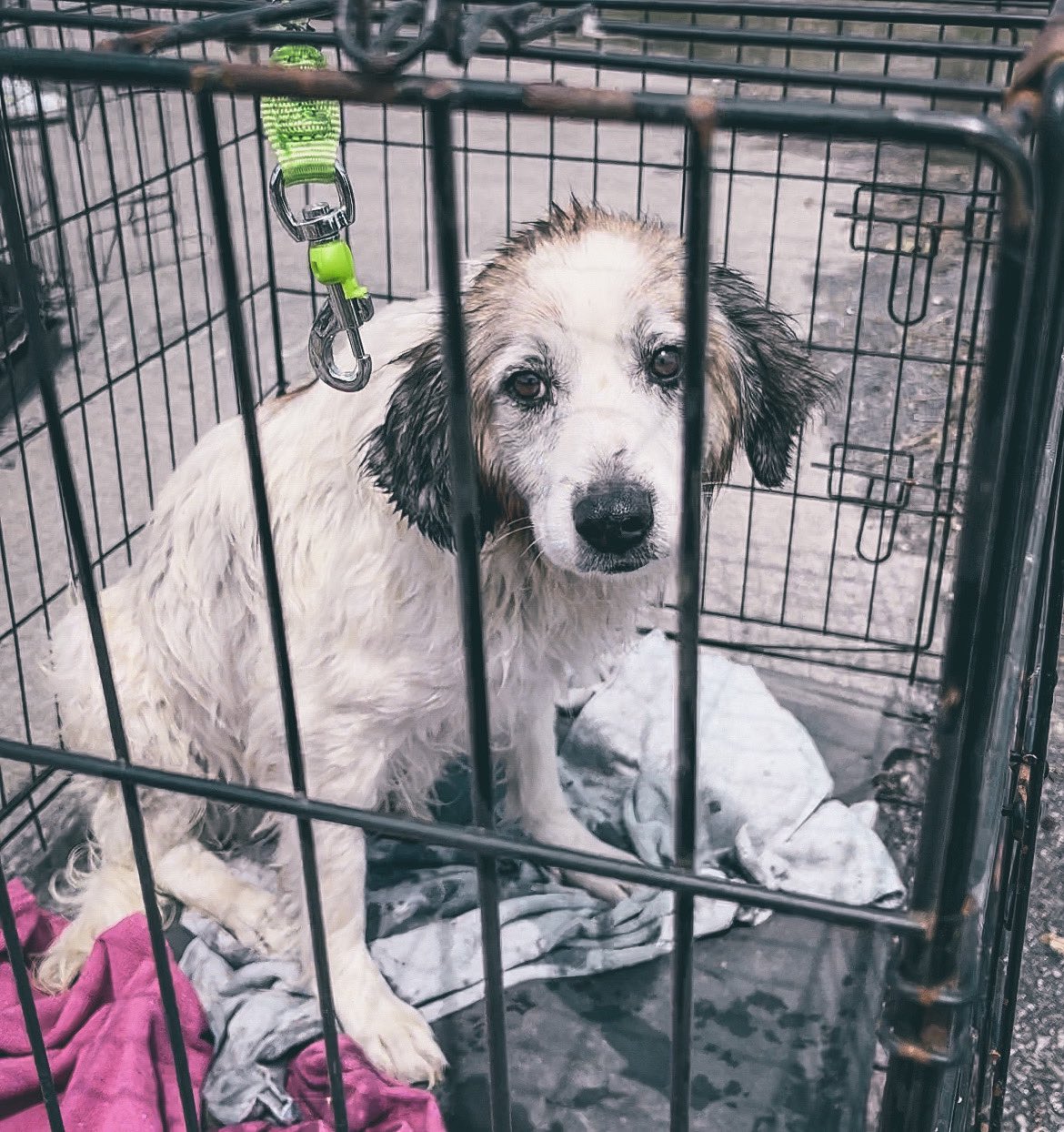 Hachiko team rescues pets in Kherson flood waters
