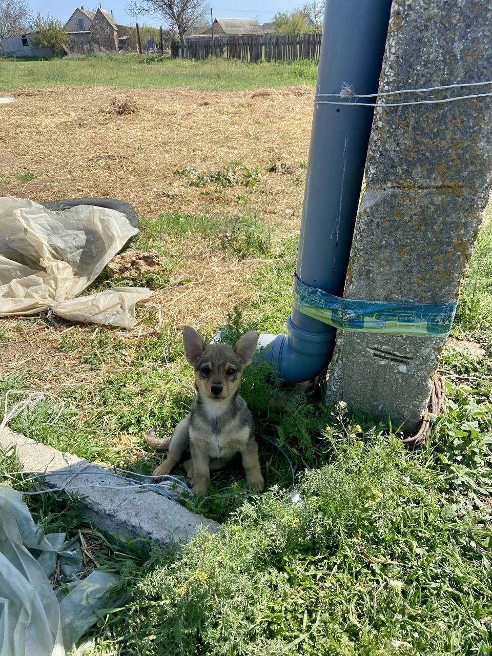 Hachiko dog waiting at feeding station in Ukraine frontline town