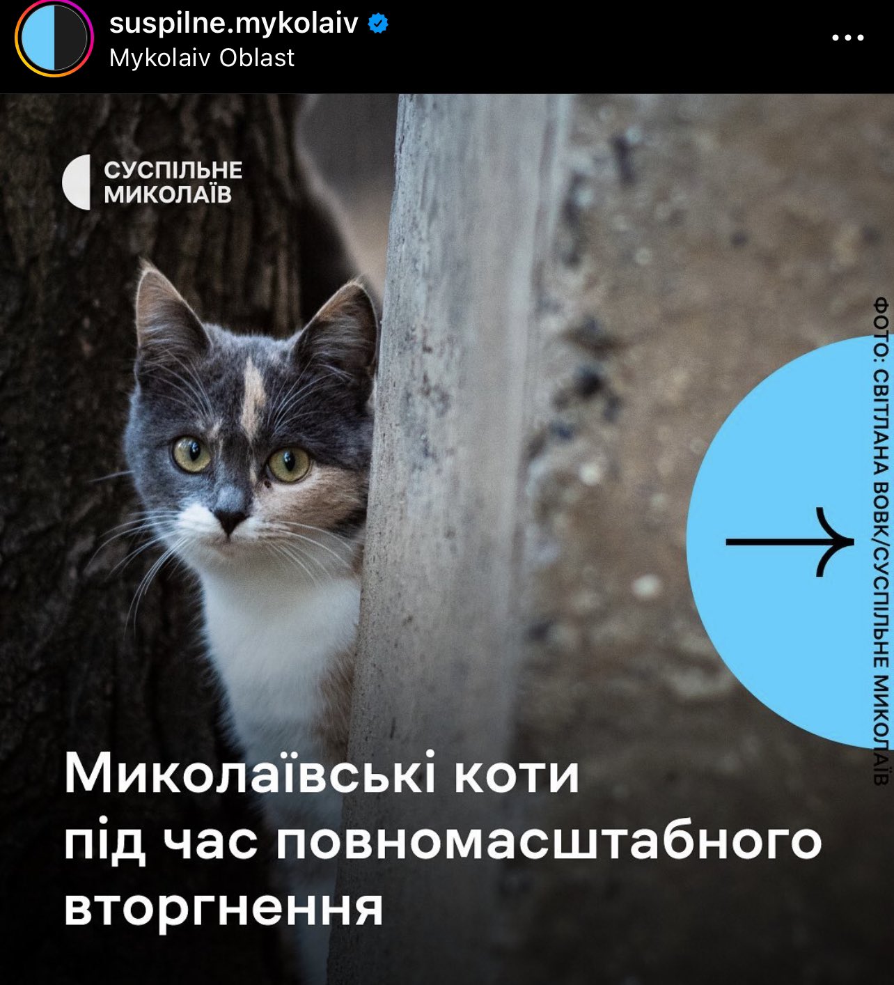 Mykolayiv: More Than War, It’s a Ukrainian Cat City