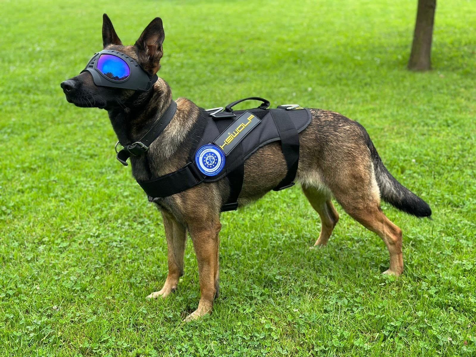 EU delivers 12 sapper dogs to Ukraine for demining