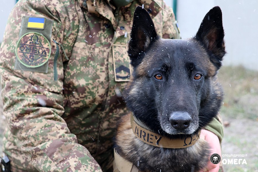 Ukrainian military dog unit working in Kharkiv region