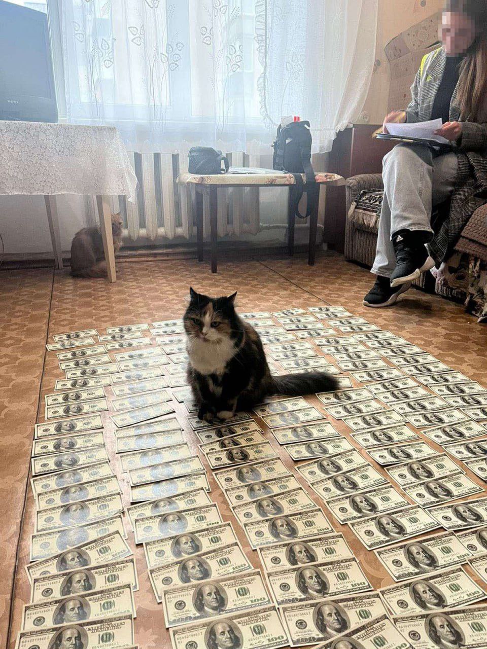Cat on banknotes is Ukraine’s internet star