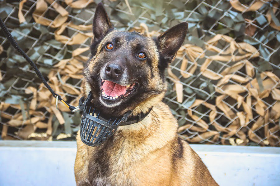 National Guard dog Mityay and handler wish a quiet evening