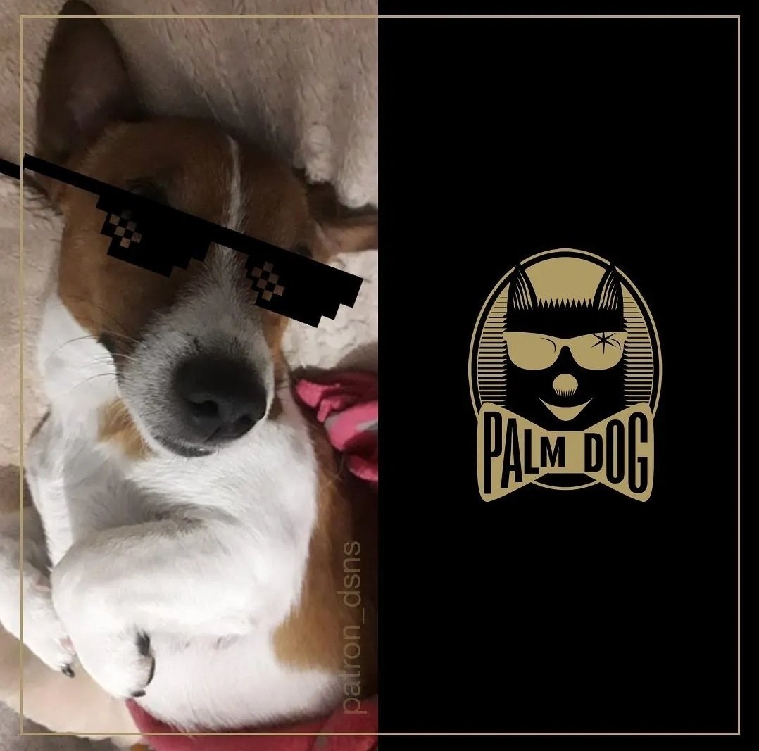 Ukrainian mine-sniffing dog Patron wins award at Cannes Film Festival