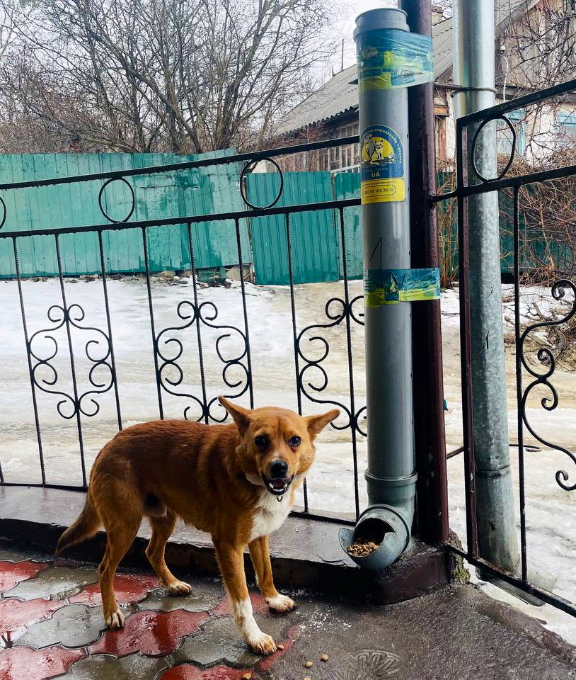 Happy Ukrainian doggo in Izium, feeding stations for displaced pets