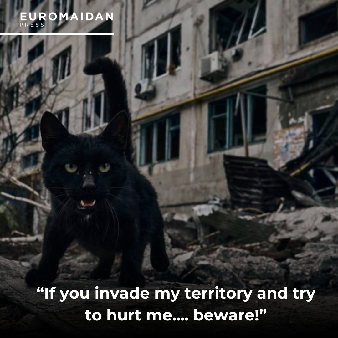 Furry cat in eastern Ukraine shows soldiers’ gentle yet fierce spirit