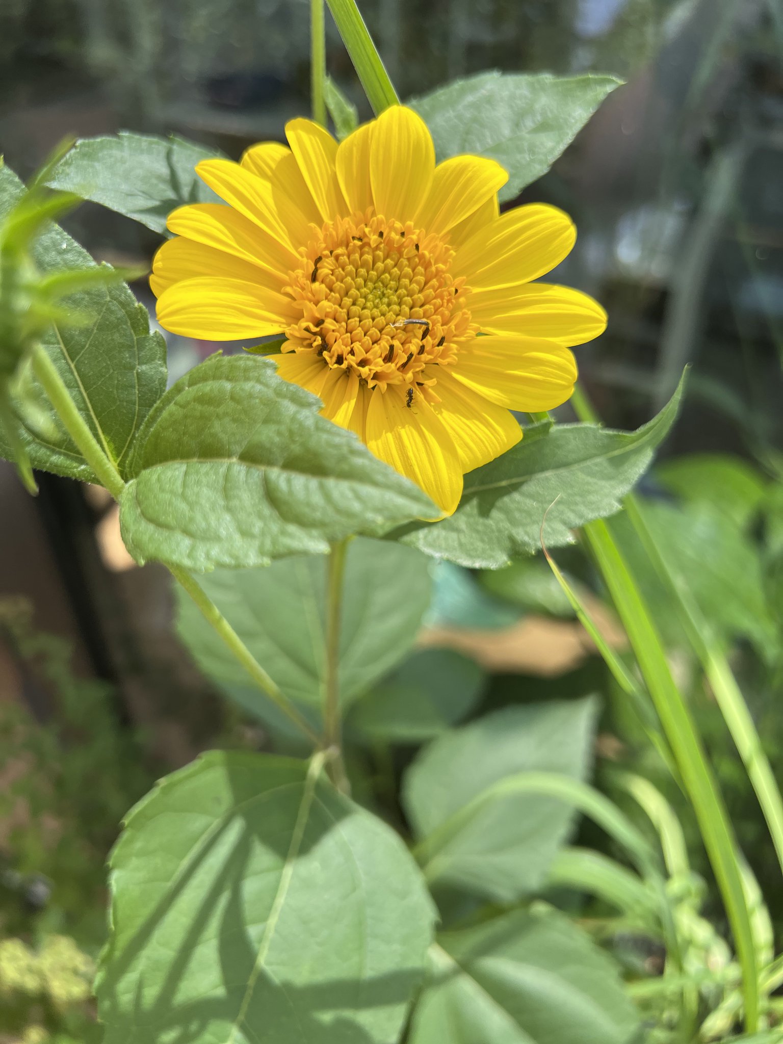 First sunflower blooms in garden, cathartic for Ukrainians.