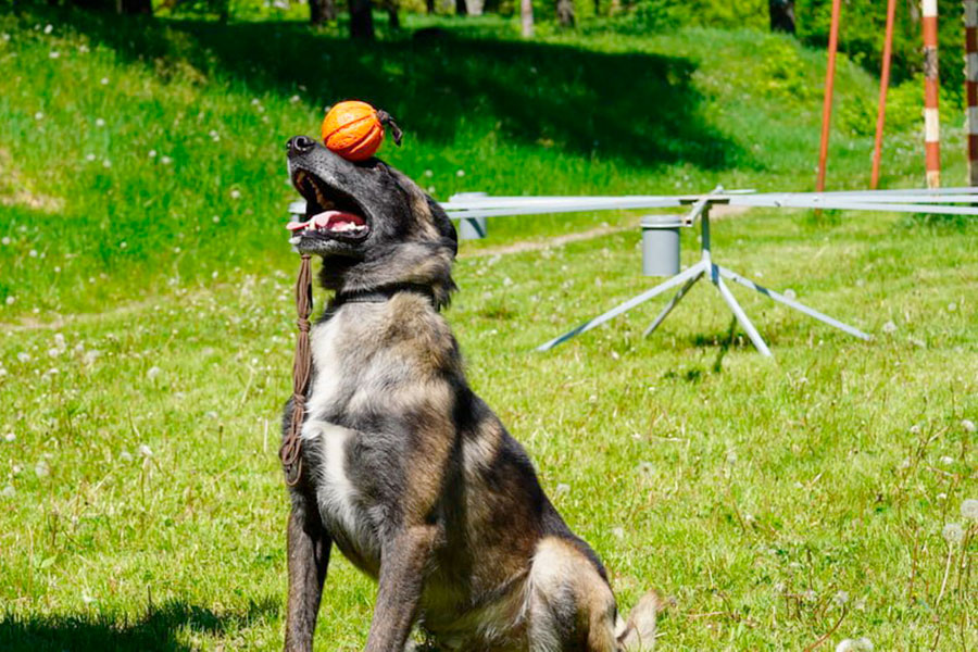 Service dog Odin from Mariupol