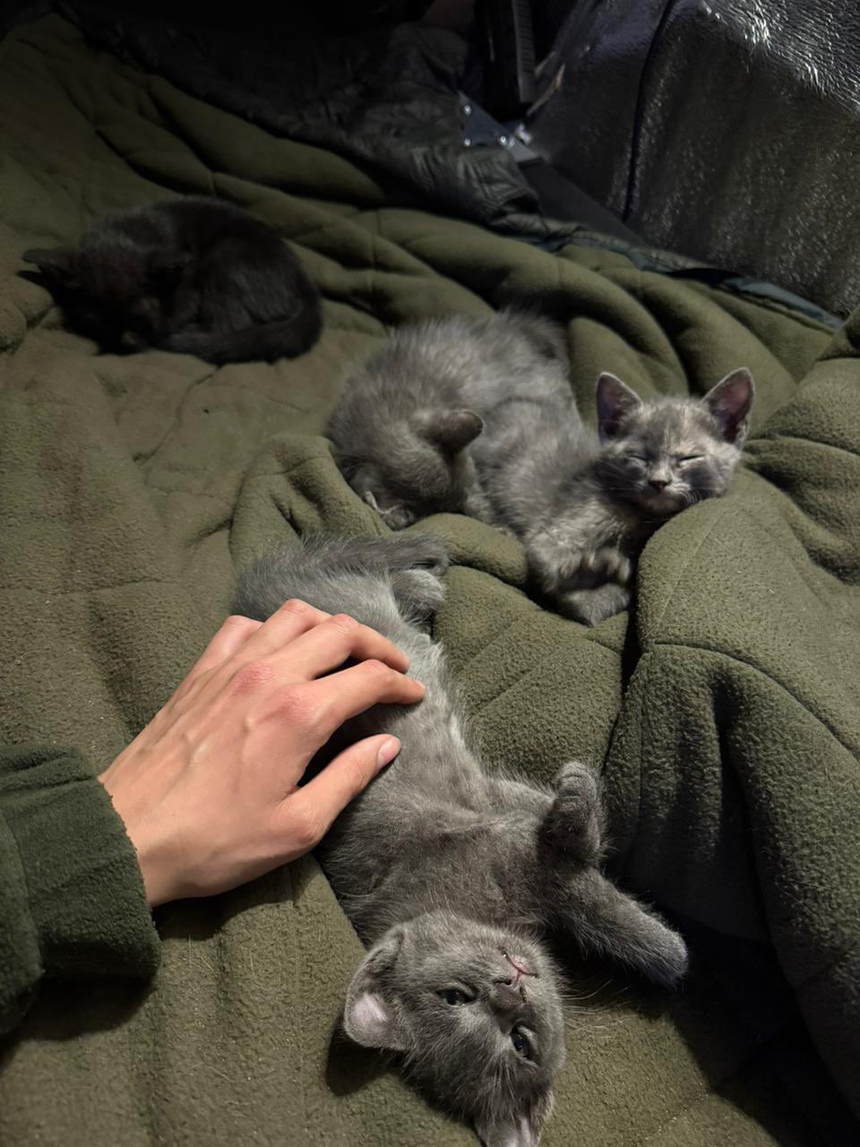Frontline kittens rescued by Specs from 92nd Brigade