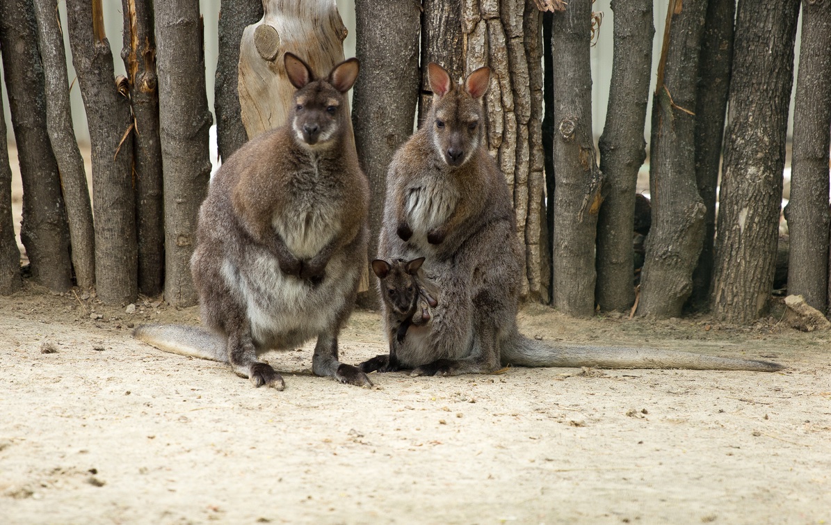 Russian bombs kill two kangaroos and two staff at Kharkiv Zoo