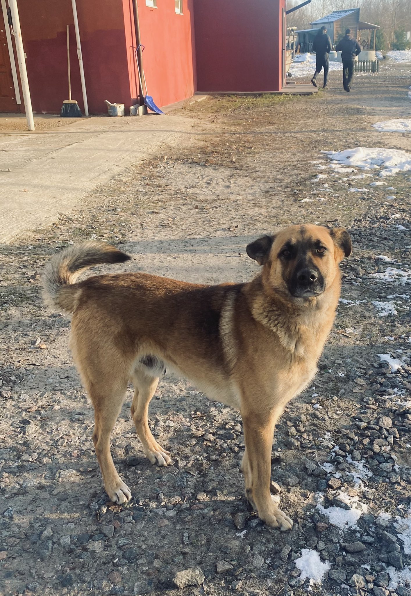 Friendly dog Valera lost during Battle of Kyiv, now with sauna caretakers