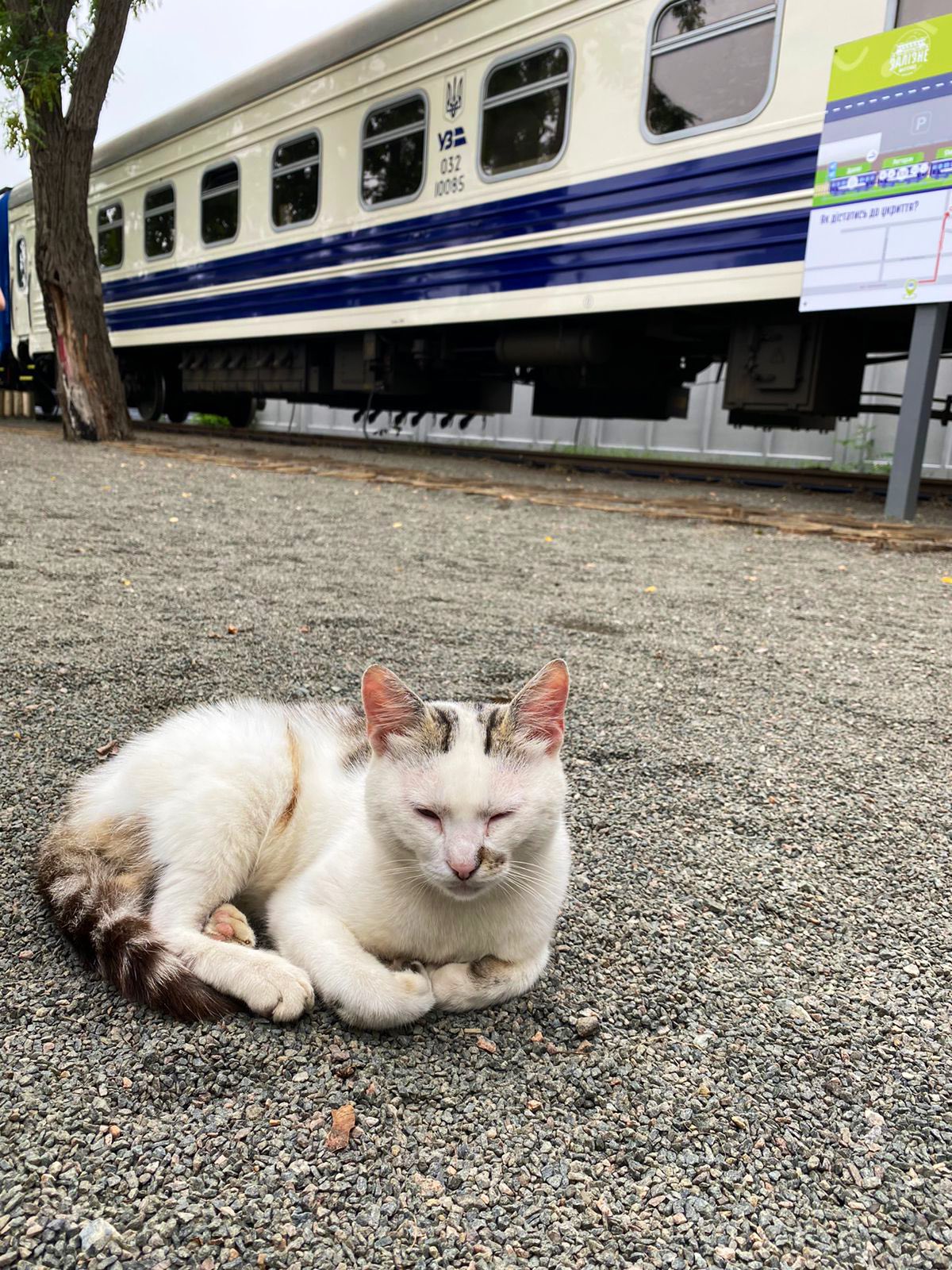 Wise cat at Iron Village with train car homes for families in Irpin