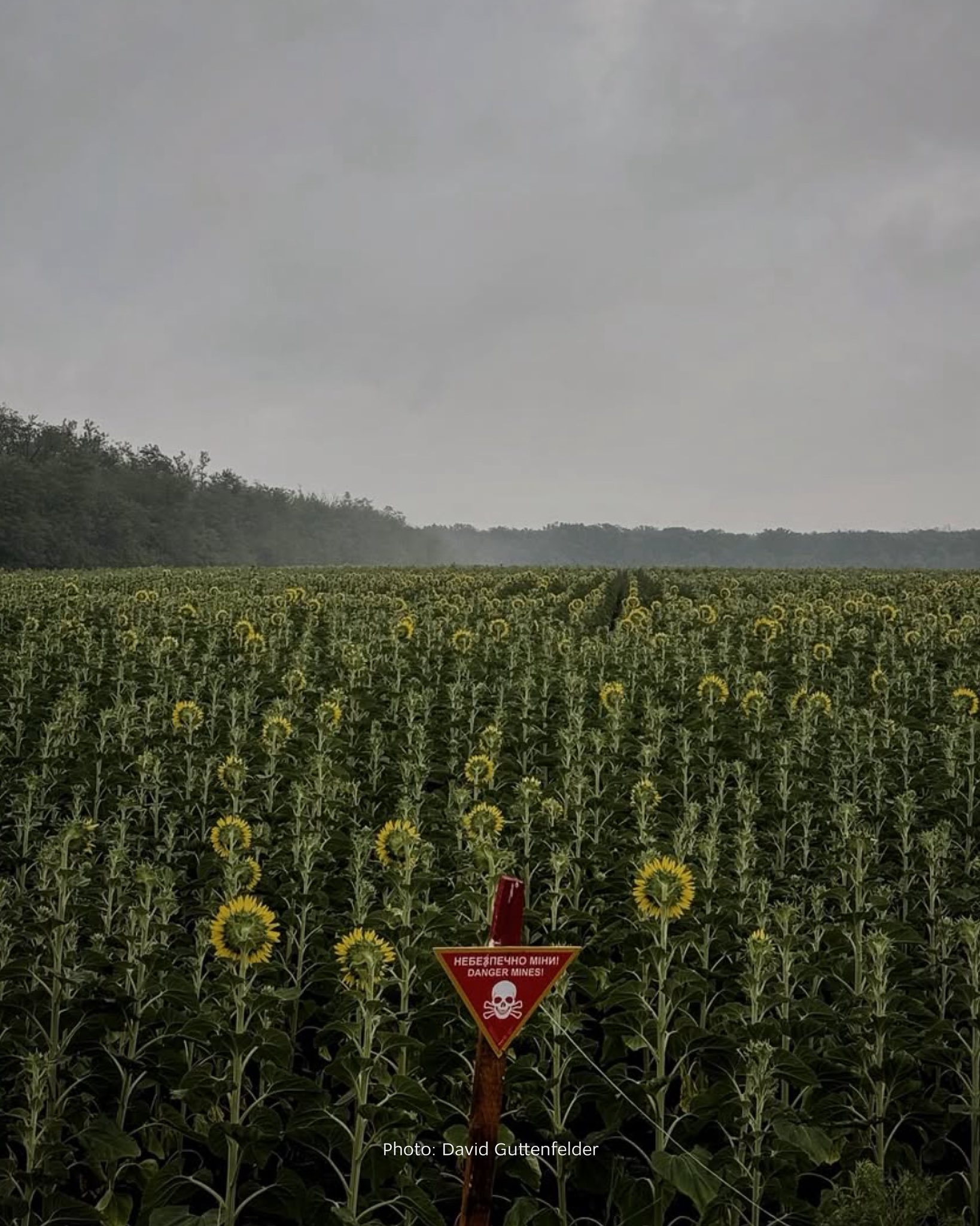 Mined sunflower fields in Ukraine pose deadly risk for decades