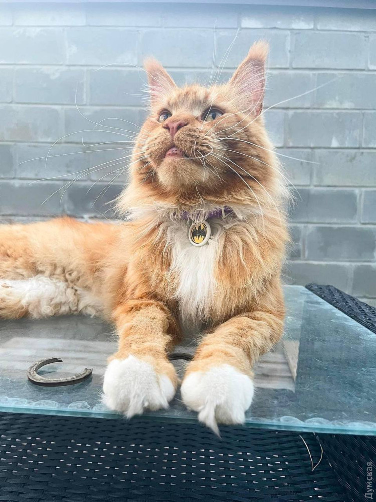 Belarusian volunteers reunite Bucha cat with owners after Russian theft