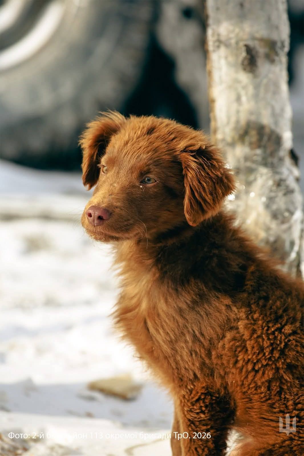 Our Little Guardians — Love and Home in War