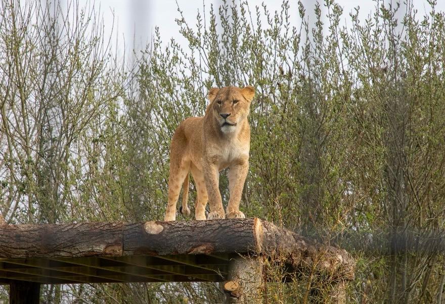 Cinq lions ukrainiens sauvés trouvent refuge au Royaume-Uni